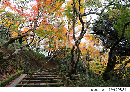 高岡古城公園 朝陽の滝(高岡城跡 富山県 高岡市) 高岡古城公園 朝陽の滝(高岡城跡 富山県 高岡市) 49999381
