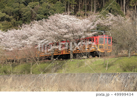 桜とトロッコ列車 49999434