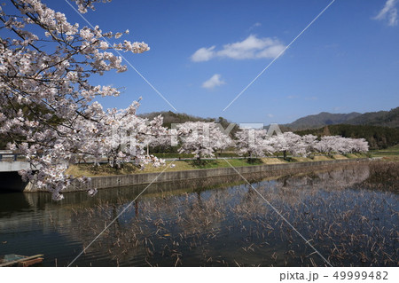 桜と青空 桜と青空 49999482