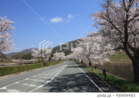 水鳥の道の桜 49999483