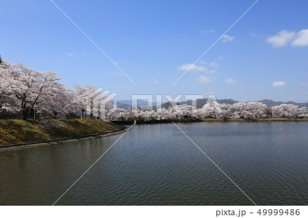 平野沢池の桜 平野沢池の桜 49999486