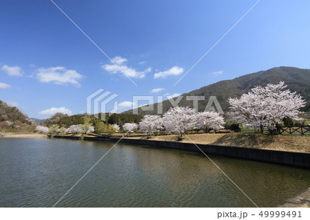 平野沢池の春 49999491