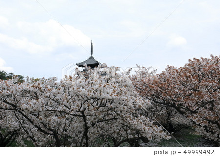 御室桜 御室桜 49999492