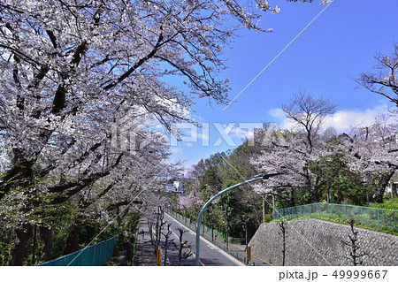 世田谷通り大蔵団地の桜並木 世田谷通り大蔵団地の桜並木 49999667
