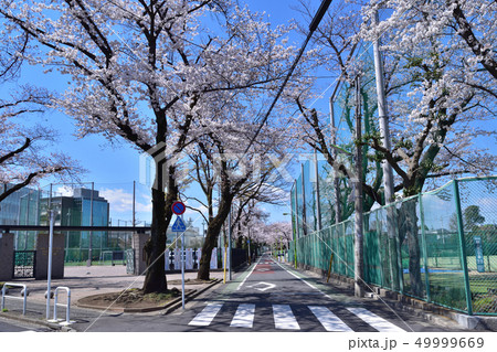 世田谷・日本大学櫻丘高校正門前広場の桜風景 49999669
