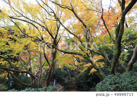 高岡古城公園 朝陽の滝付近(高岡城跡 富山県 高岡市) 高岡古城公園 朝陽の滝付近(高岡城跡 富山県 高岡市) 49999715