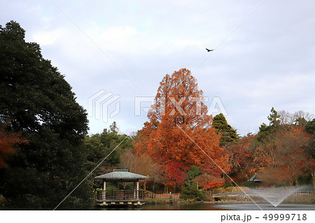 高岡古城公園 中の島(高岡城跡 富山県 高岡市) 高岡古城公園 中の島(高岡城跡 富山県 高岡市) 49999718