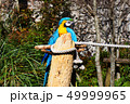 ルリコンゴウインコ 49999965