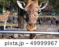 キリン 49999967