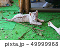 ホワイトタイガー 49999968
