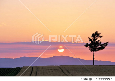 北海道 夕暮れの大地と木 北海道 夕暮れの大地と木 49999997