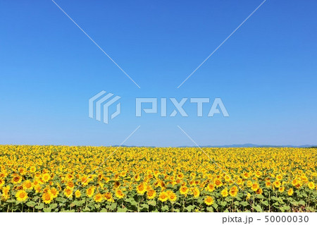 北海道　青空とひまわり畑 50000030