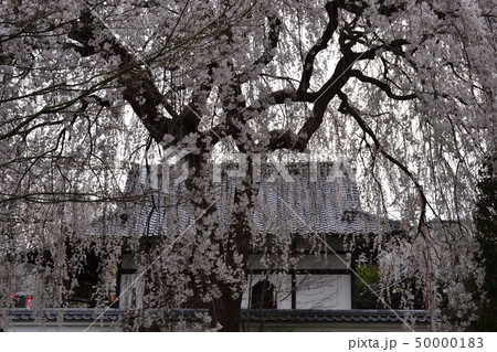 本満寺　枝垂れ糸桜 50000183