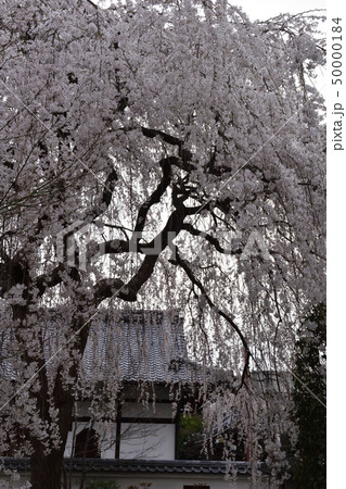 本満寺　枝垂れ糸桜 50000184
