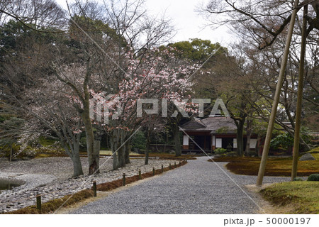 仙洞御所　醒花亭と南池の桜の馬場 50000197