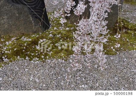 本満寺 枝垂れ糸桜 本満寺 枝垂れ糸桜 50000198