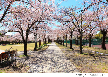 多摩市宝野公園 桜 多摩市宝野公園 桜 50000216