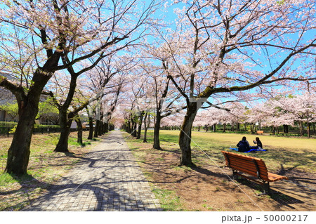 多摩市宝野公園　桜 50000217