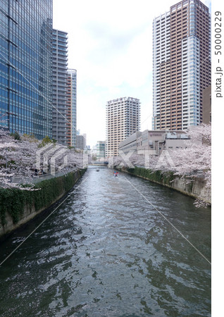 目黒川の桜（御成橋から見た山本橋） 50000229