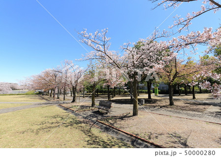多摩市奈良原公園　鶴牧第二公園　桜 50000280