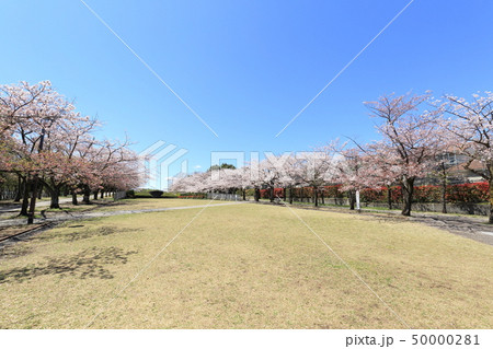 多摩市奈良原公園 鶴牧第二公園 桜 多摩市奈良原公園 鶴牧第二公園 桜 50000281