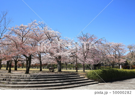 多摩市奈良原公園 鶴牧第二公園 桜 多摩市奈良原公園 鶴牧第二公園 桜 50000282