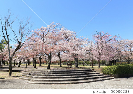 多摩市奈良原公園　鶴牧第二公園　桜 50000283