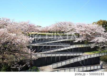 多摩市奈良原公園　鶴牧第二公園　桜 50000285