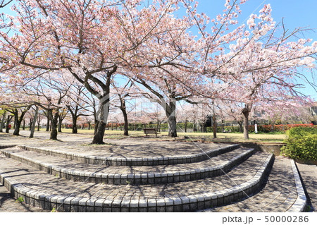 多摩市奈良原公園 鶴牧第二公園 桜 多摩市奈良原公園 鶴牧第二公園 桜 50000286