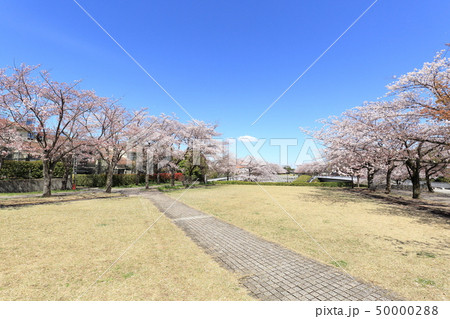 多摩市奈良原公園　鶴牧第二公園　桜 50000288