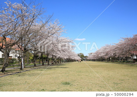 多摩市奈良原公園　鶴牧第二公園　桜 50000294