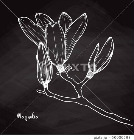 Realistic sketch of magnolia on chalk background. Realistic sketch of magnolia on chalk background. 50000593