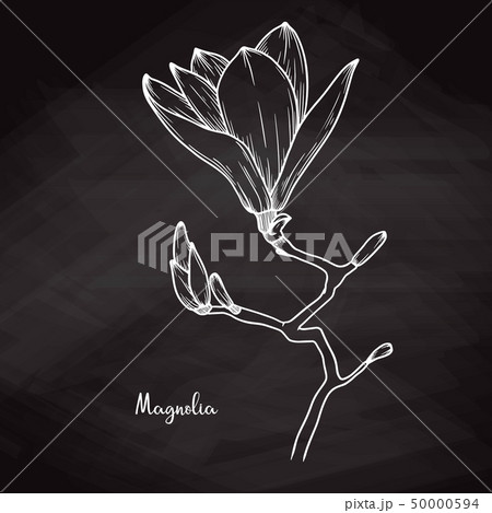 Realistic sketch of magnolia on chalk background. 50000594