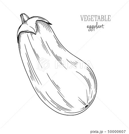 Eggplant isolated on white background. Vector 50000607