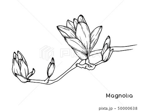 Magnolia flowers. Realistic sketch of a blooming Magnolia flowers. Realistic sketch of a blooming 50000638