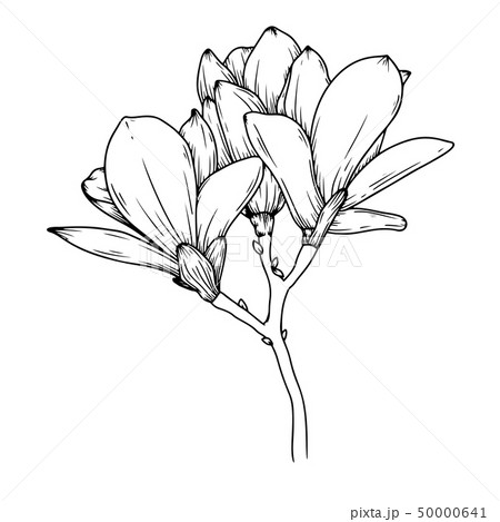 Magnolia flowers. Realistic sketch of a blooming 50000641