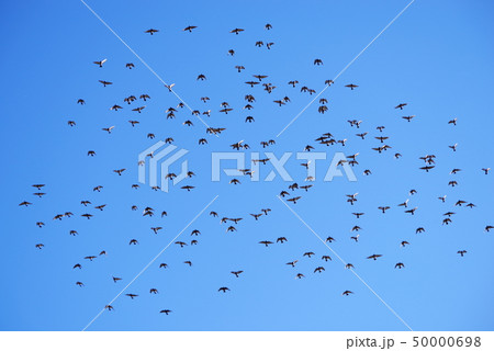 青空の中を飛翔する鳩の群れ 青空の中を飛翔する鳩の群れ 50000698