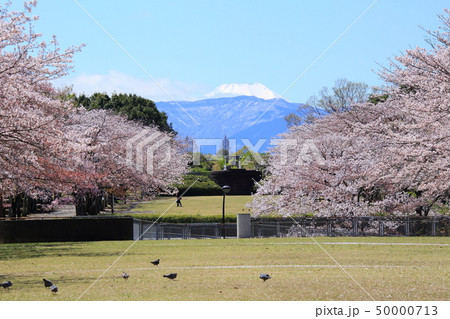 奈良原公園 鶴牧公園 桜 奈良原公園 鶴牧公園 桜 50000713