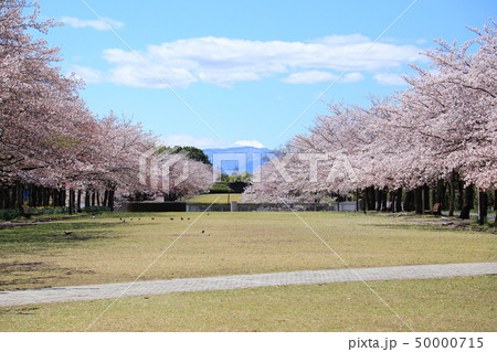 奈良原公園 鶴牧公園 桜 奈良原公園 鶴牧公園 桜 50000715