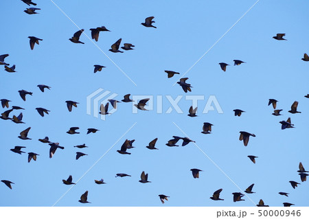 青空の中を飛翔する鳩の群れ 青空の中を飛翔する鳩の群れ 50000946