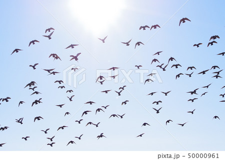 青空の中を飛翔する鳩の群れ 50000961