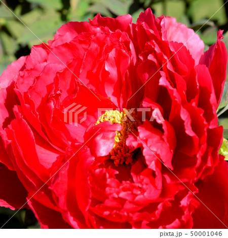 赤い花、満開のボタン、牡丹 赤い花、満開のボタン、牡丹 50001046