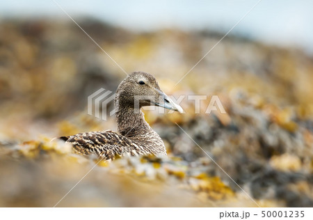 Female common eider lying in seaweeds Female common eider lying in seaweeds 50001235