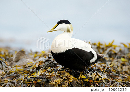 Male common eider standing in seaweeds  50001236
