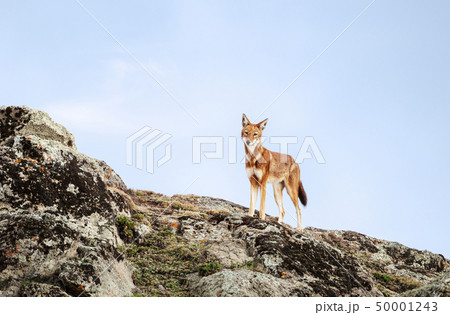 Close up of a rare and endangered Ethiopian wolf 50001243