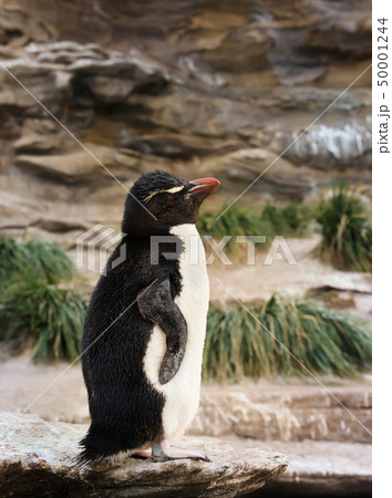 Southern rockhopper penguin standing on the rock 50001244