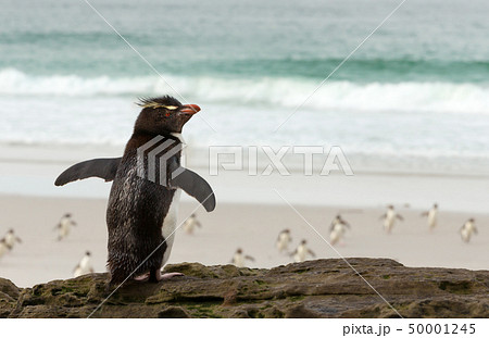 Southern rockhopper penguin standing on a rock 50001245