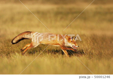 Close up of a red fox running in the field 50001246