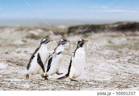 Gentoo penguin chicks chasing after the parent 50001257