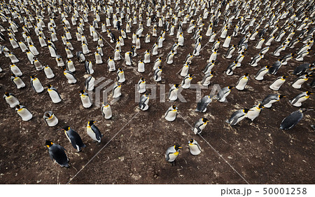 Colony of King penguins from above Colony of King penguins from above 50001258